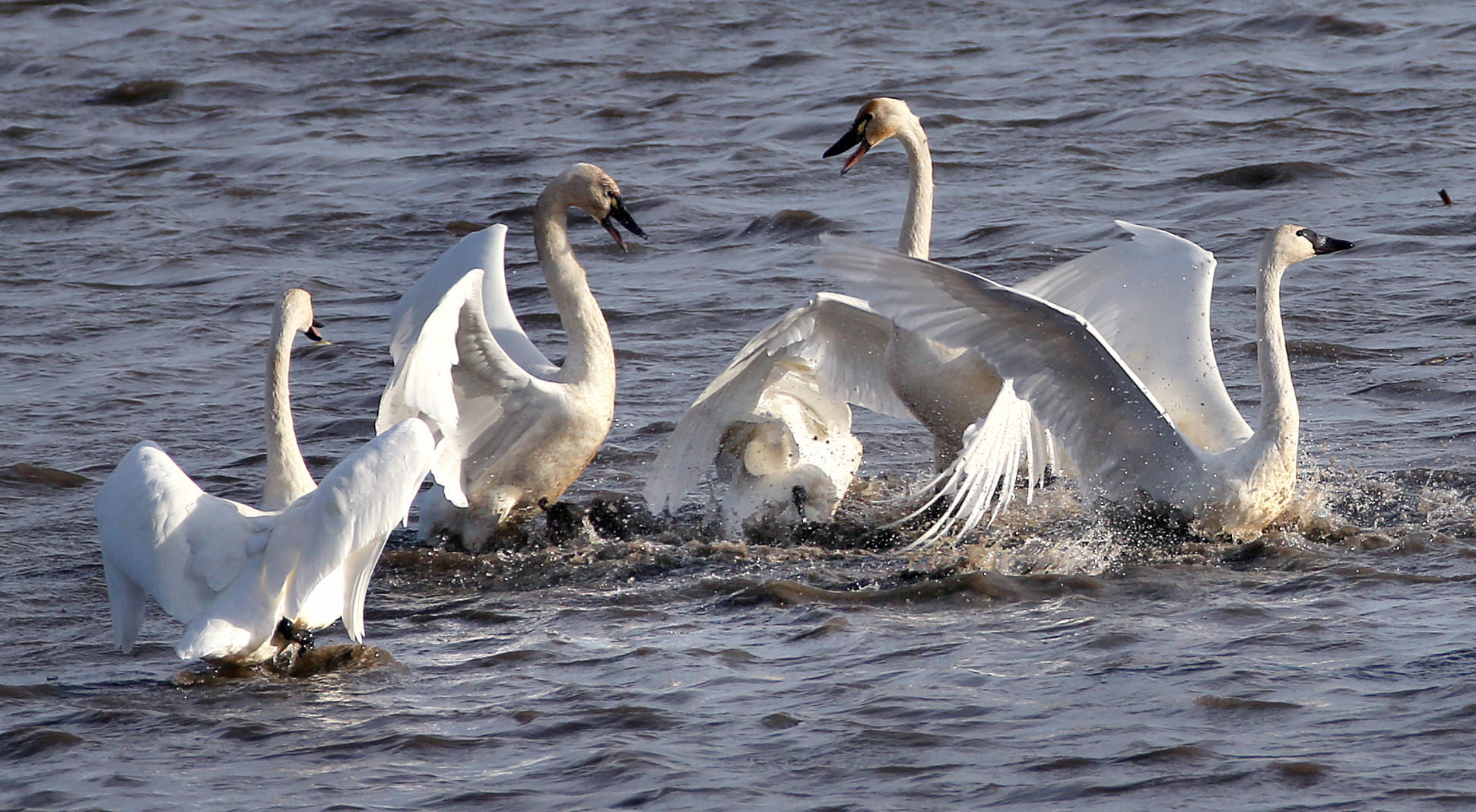 Tundra swan migration